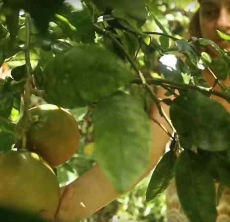 Paradise Eco Village Pahoa Zewnętrze zdjęcie