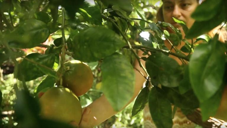 Paradise Eco Village Pahoa Zewnętrze zdjęcie