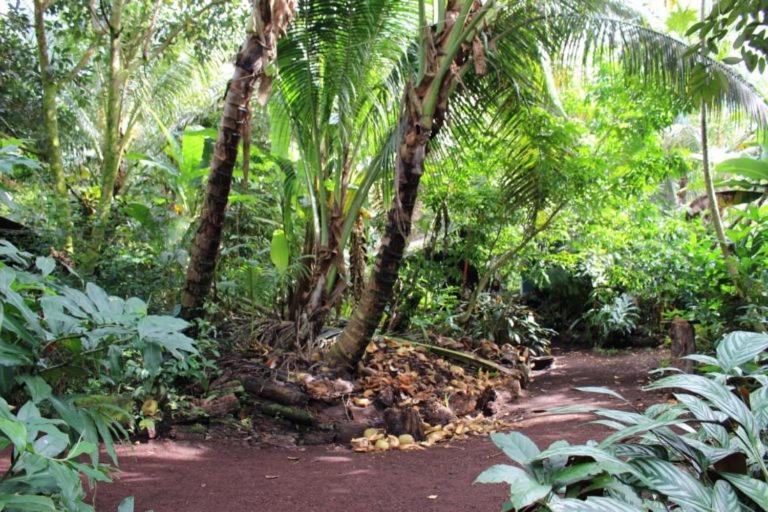 Paradise Eco Village Pahoa Zewnętrze zdjęcie