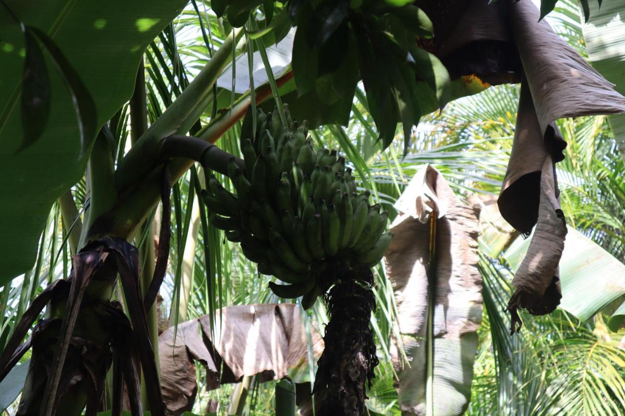 Paradise Eco Village Pahoa Zewnętrze zdjęcie