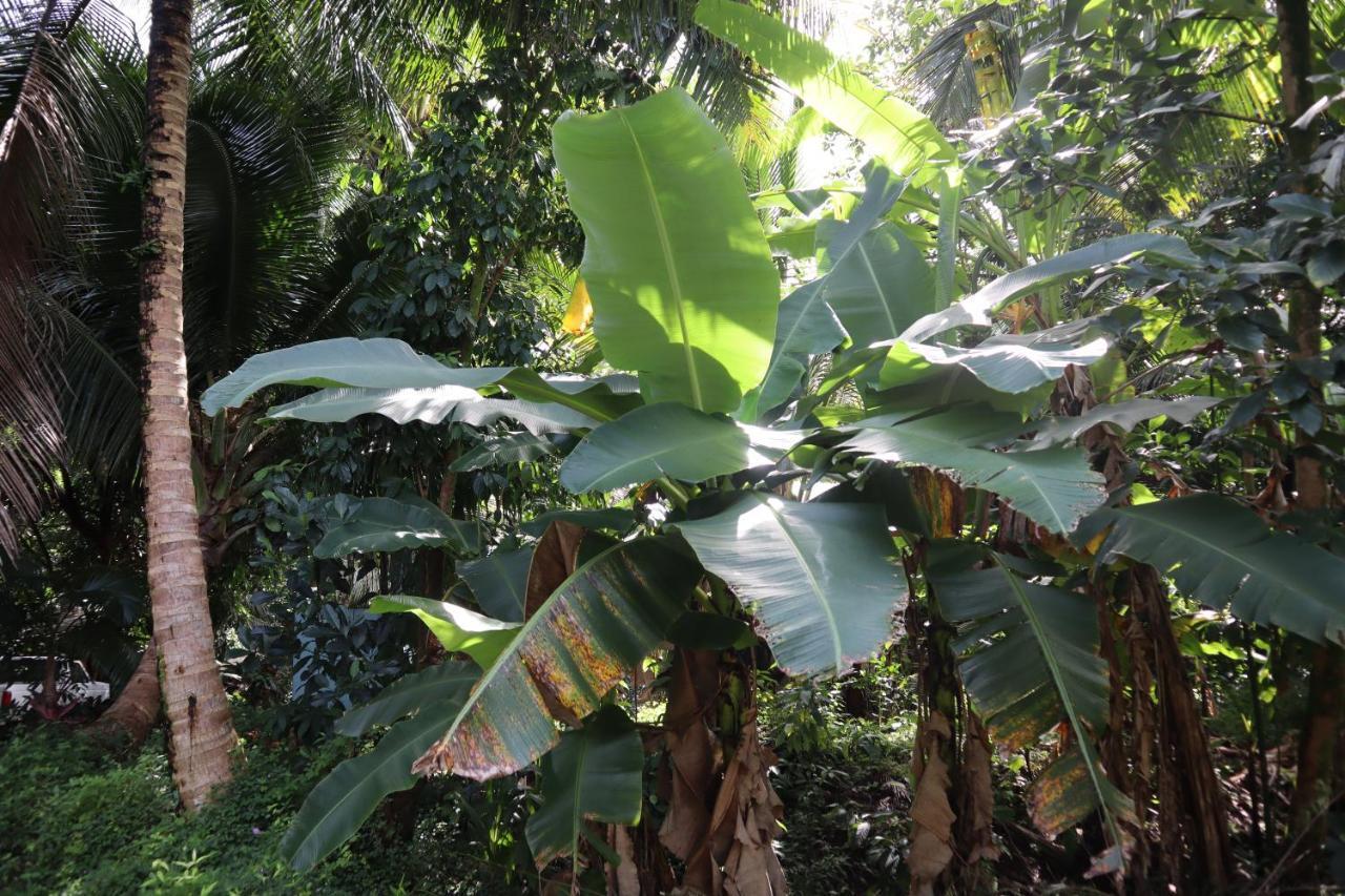Paradise Eco Village Pahoa Zewnętrze zdjęcie