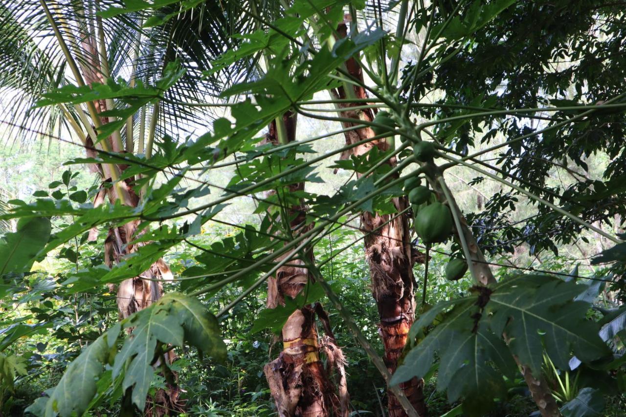 Paradise Eco Village Pahoa Zewnętrze zdjęcie