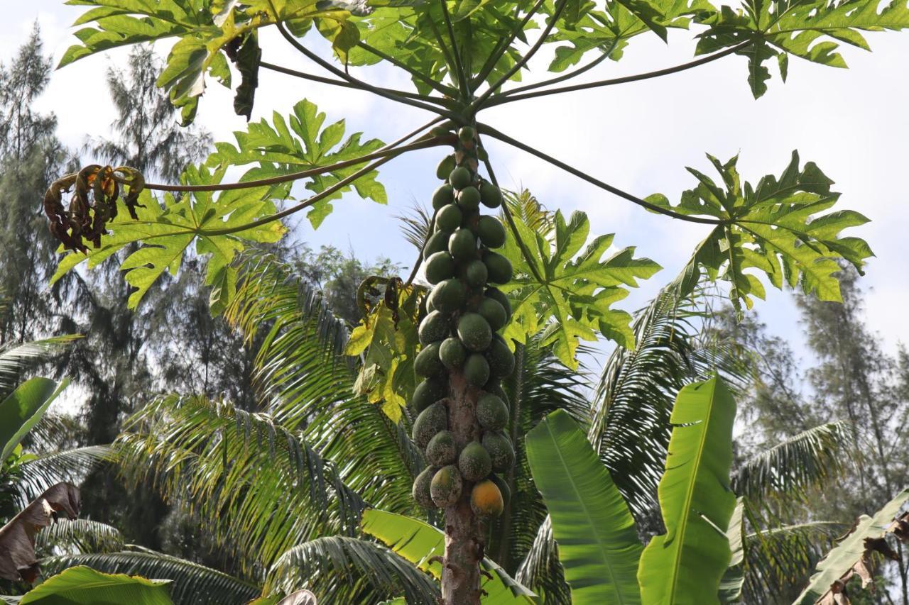 Paradise Eco Village Pahoa Zewnętrze zdjęcie